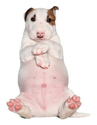 Chubby Dog — Rub the belly!
